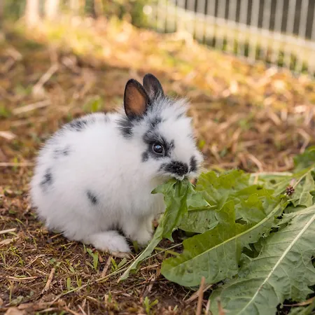 Apartamento Haus Rabl *