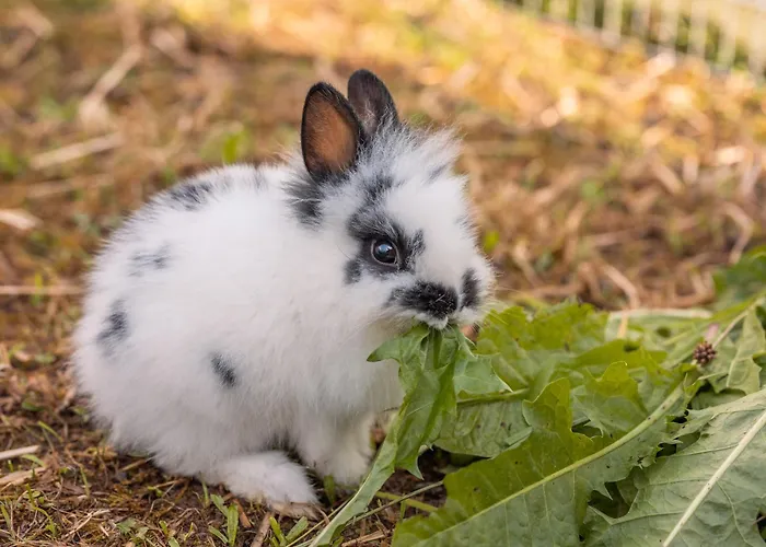 Apartamento Haus Rabl *